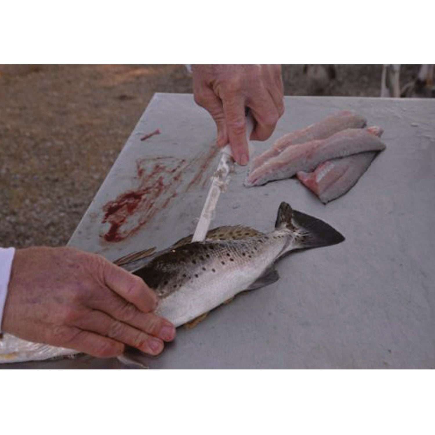 The Dexter SG133-7EG 7” narrow fillet knife is one of our most popular fillet knives. This 7″ fillet can handle small to large fish with ease. It’s ultra-sharp out of the package and with just the right amount of flex to glide over the bones. www.moralepatches.com.au